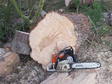 Abattage d’arbre 95 spécialisé de nos artisans professionnels