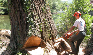 Abattage d’arbres des meilleurs élagueurs 78  