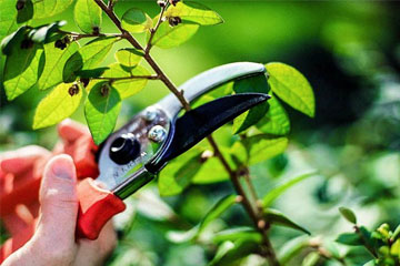 Elagage 95 pour l’entretien de l’arbre