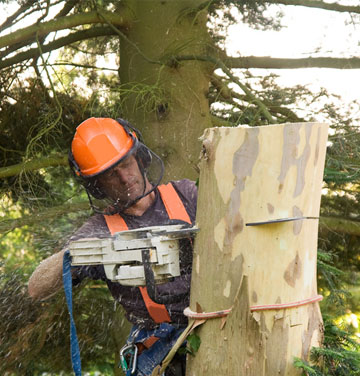 Paysagiste professionnel dans le 95 pour vos travaux d’arbres
