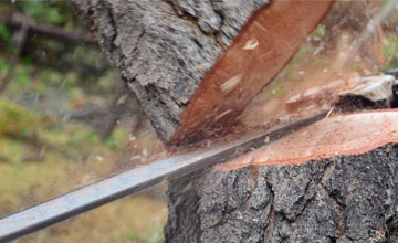 Service professionnel d'abattage d'arbres (78