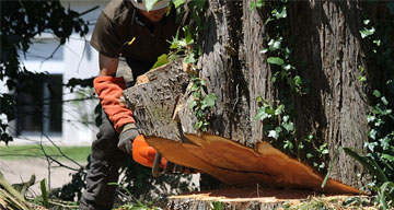 Travaux d’arbre sur tout 95