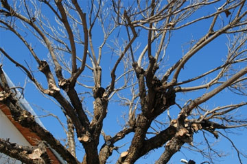 Quels arbres peuvent généralement être écimés