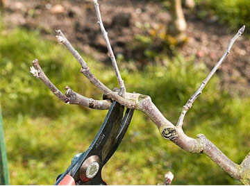 l’élagage et l’étêtage d’arbres dans le 95
