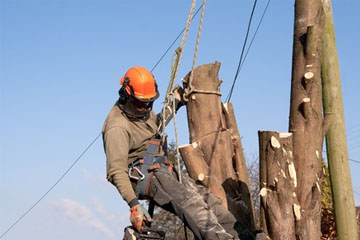 Étêtage d’arbre, quand l’effectuer ?