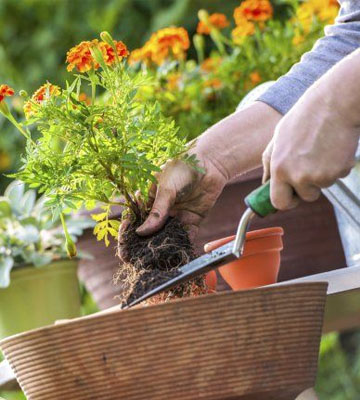 Falck Élagage 95 pour le soin de votre jardin