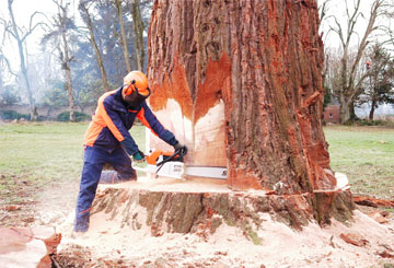 travaux d’abattage d’arbres assurés